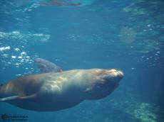 Sea Lion - Underwater Galapagos 2010 -DSCN5437